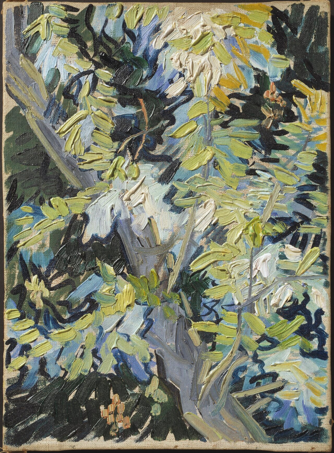 Bloeiende acaci takken - Vincent van Gogh