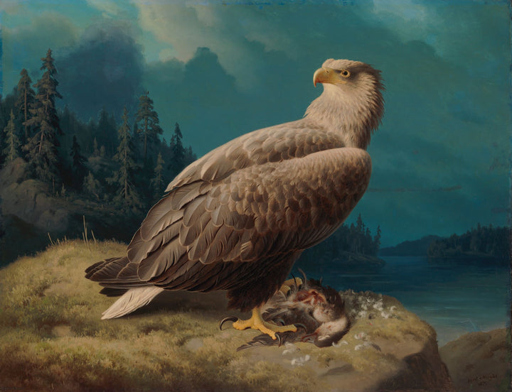 Oude zeearend - Ferdinand von Wright