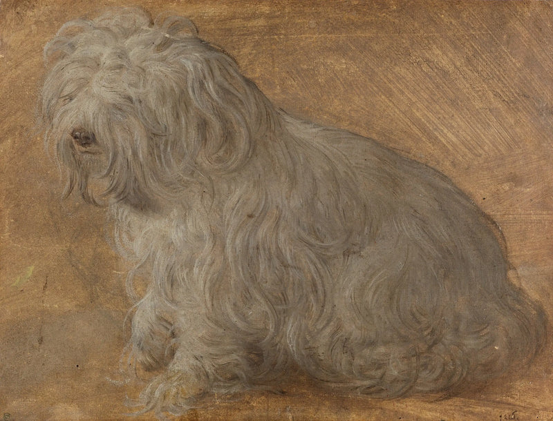 Maltezer Bichon - Titian