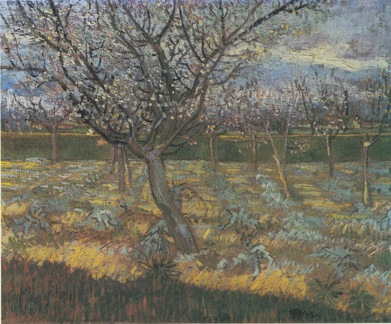 Bloeiende abrikozenbomen - Vincent van Gogh