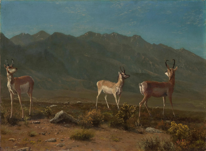 Antilope (Antilope van Arizona) - Albert Bierstadt

Source:
Antilope (Antilope de l'Arizona) - Albert Bierstadt