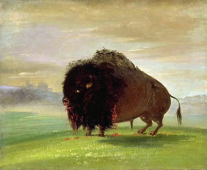 Gewonde bizon, die zijn bloed over de weiden verspreidt - George Catlin

Source:
Bison blessé, répandant son sang sur les prairies - George Catlin