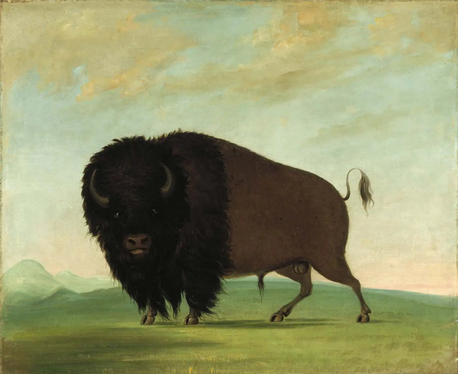 Mannelijke buffel die in de weide graast - George Catlin

Source:
Buffle mâle broutant dans la prairie - George Catlin