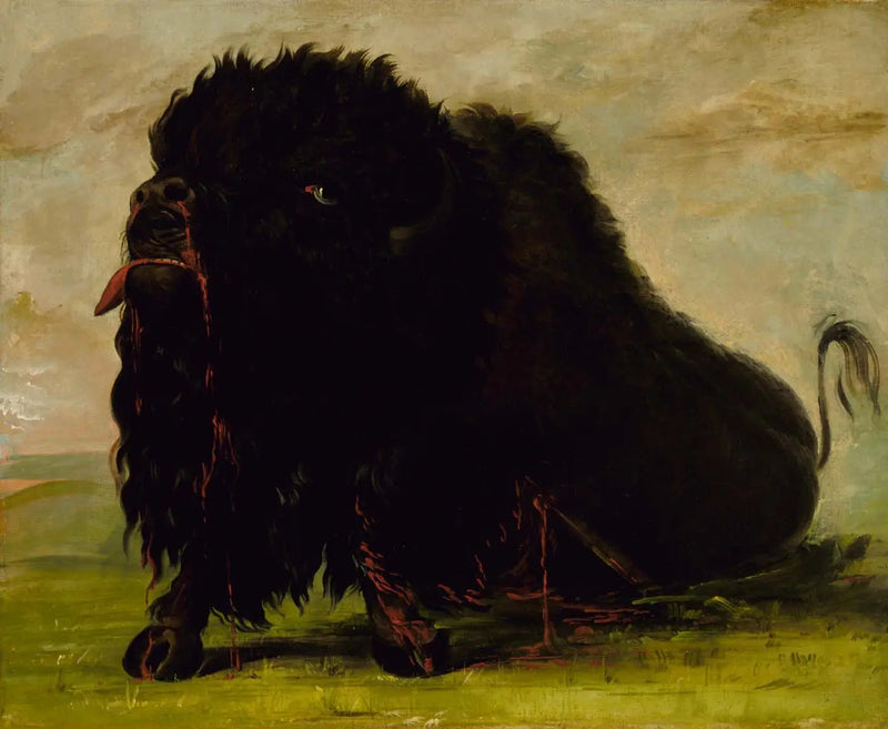 Stervende buffel, getroffen door een pijl - George Catlin

Source:
Buffle mourant, touché par une flèche - George Catlin
