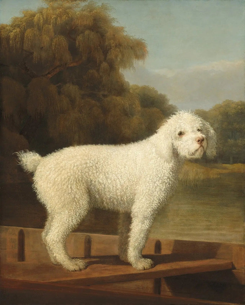 Witte poedel in een Punt - George Stubbs

Source:
Caniche blanc dans un Punt - George Stubbs