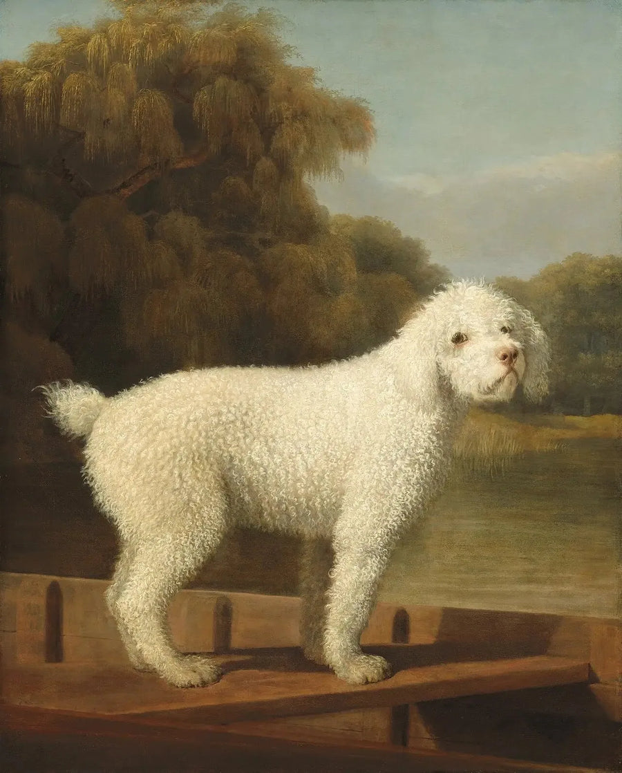 Witte poedel in een Punt - George Stubbs

Source:
Caniche blanc dans un Punt - George Stubbs