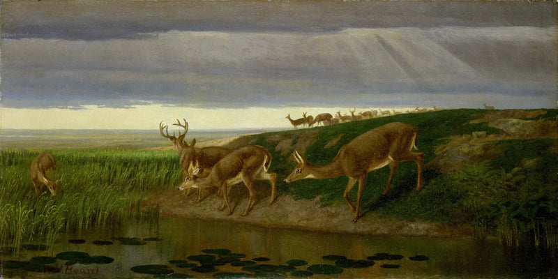 Hert in de weide - William Holbrook
