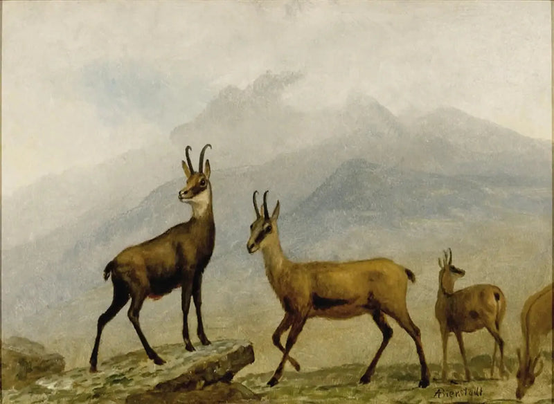 Chamois - Albert Bierstadt

Source:
Chamois - Albert Bierstadt
