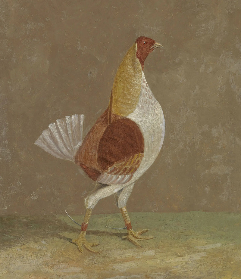 Gevechtshaan: een gevechtshaan met een lichte borst, naar rechts gekeerd - John Frederick Herring, Sr.

Source:
Coqs de combat : un coq de combat à poitrine pâle, tourné vers la droite - John Frederick Herring, Sr.