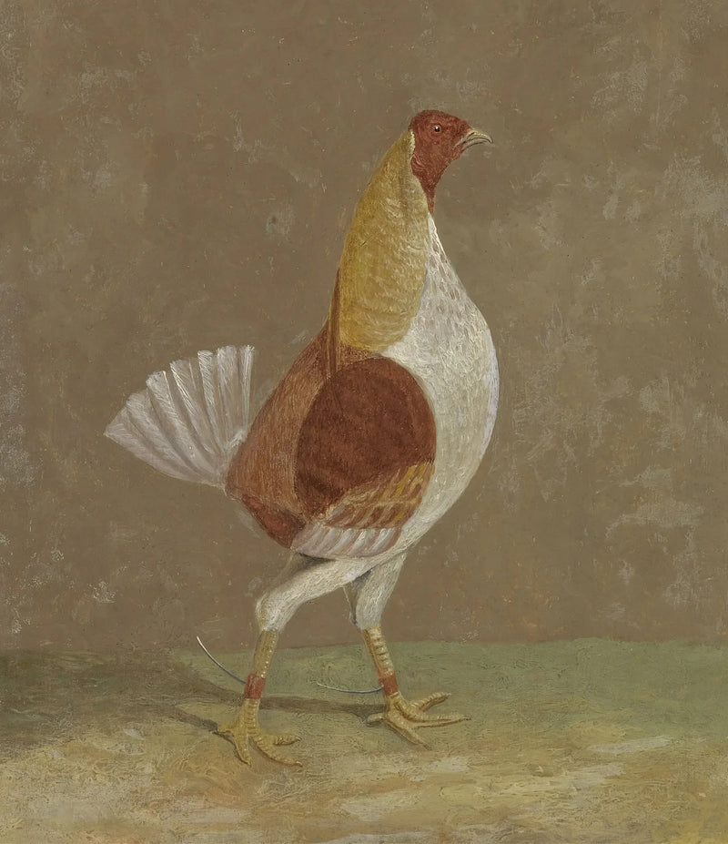 Gevechtshaan: een gevechtshaan met een lichte borst, naar rechts gekeerd - John Frederick Herring, Sr.

Source:
Coqs de combat : un coq de combat à poitrine pâle, tourné vers la droite - John Frederick Herring, Sr.