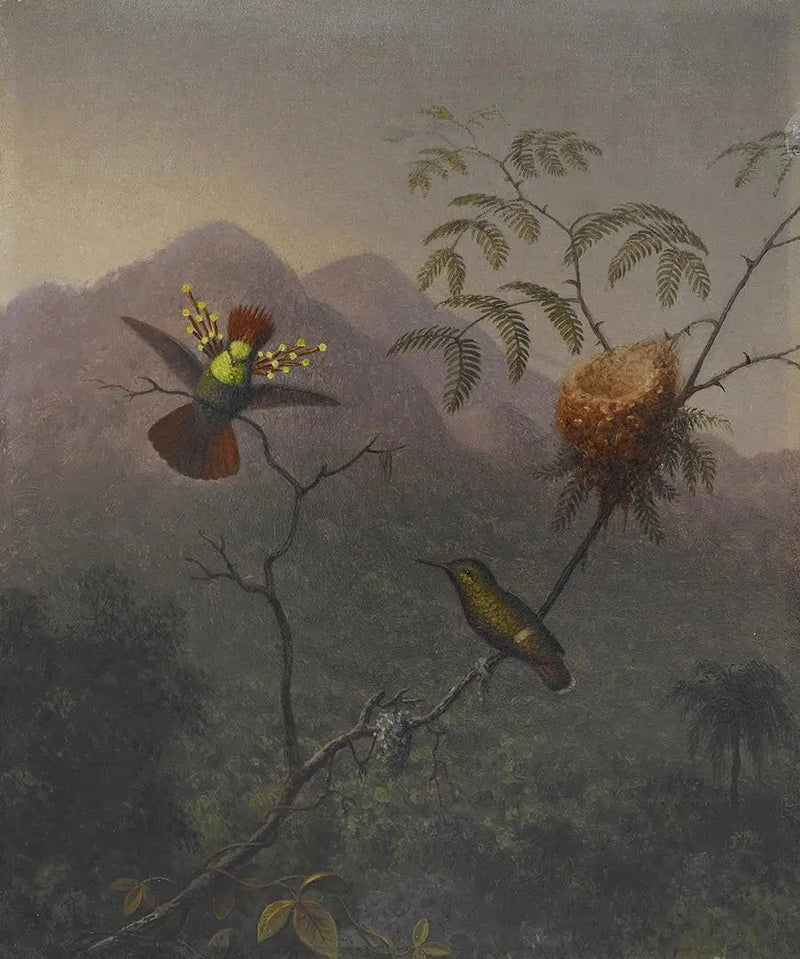 Volle, golvende coupe - Martin Johnson Heade

Source:
Coquette touffue - Martin Johnson Heade