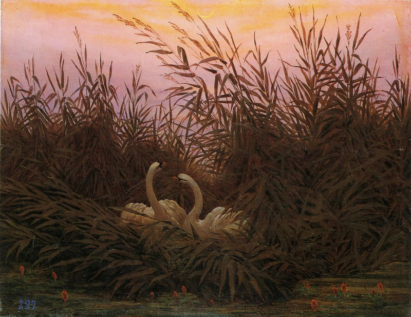 Zwanen in het riet bij de eerste dageraad - Caspar David Friedrich