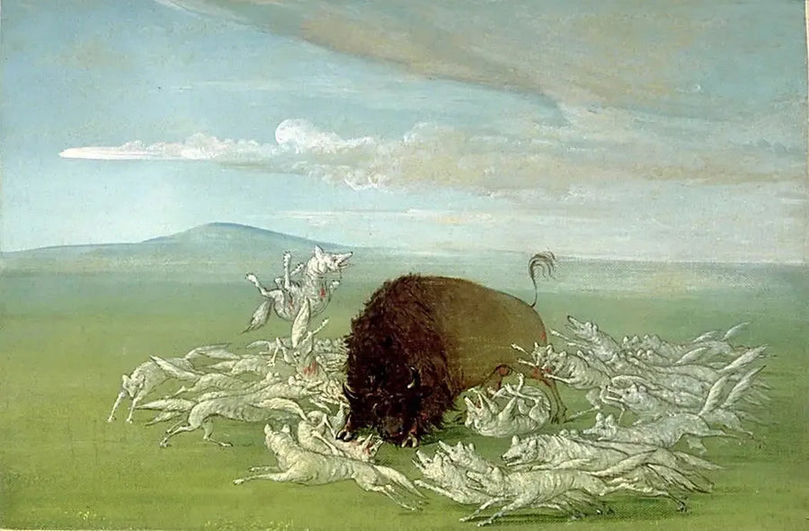 Witte wolven vallen een mannelijke bizon aan - George Catlin

Source:
Des loups blancs attaquent un bison mâle - George Catlin