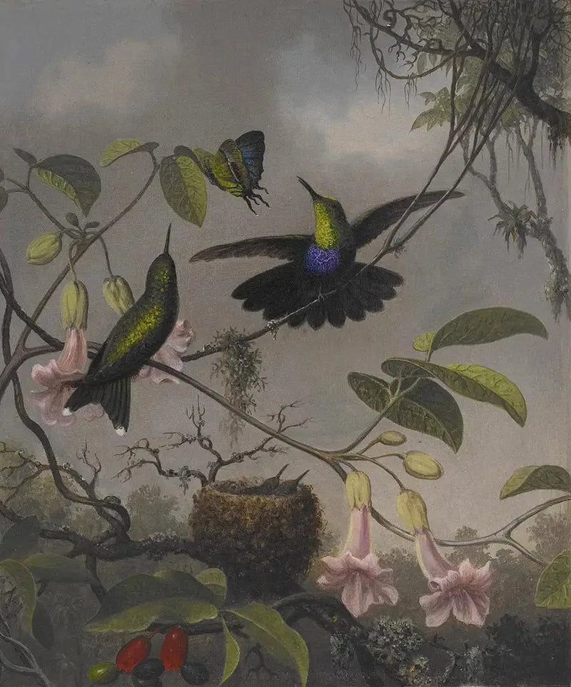 Dryade met gevederde staart - Martin Johnson Heade

Source:
Dryade à queue fourchue - Martin Johnson Heade