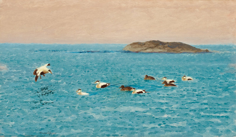 Eiders à duvet dans l'archipel extérieur - Bruno Liljefors