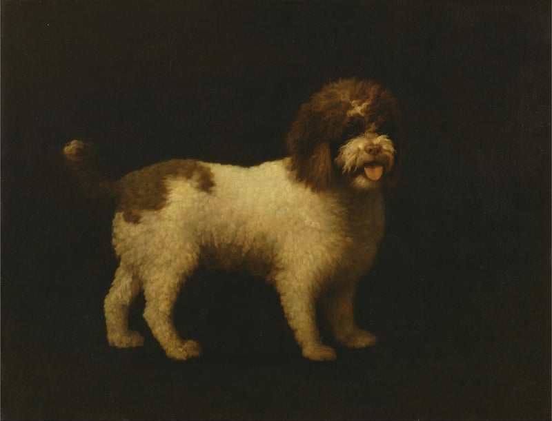 Waterhond - George Stubbs

Source:
Épagneul d'eau - George Stubbs