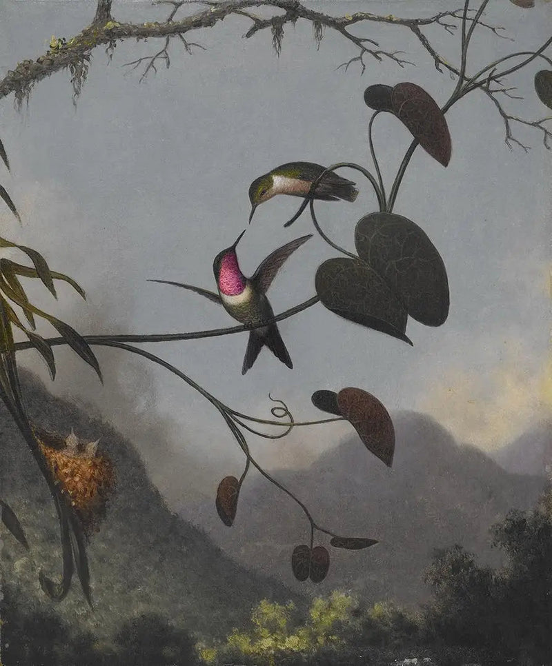 Amethist Ster van het Bos - Martin Johnson Heade

Source:
Étoile des bois améthyste - Martin Johnson Heade