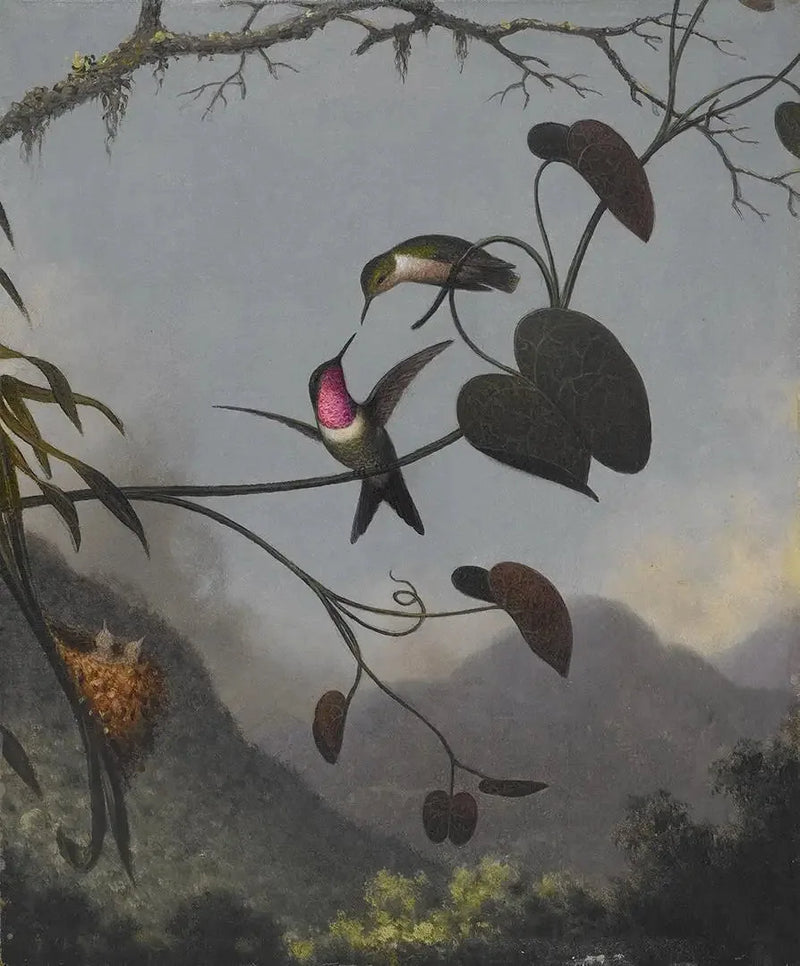 Amethist Ster van het Bos - Martin Johnson Heade

Source:
Étoile des bois améthyste - Martin Johnson Heade