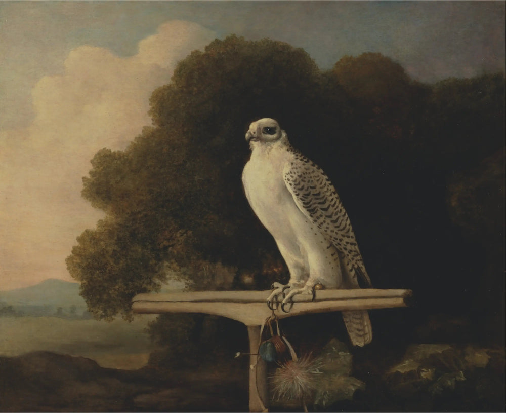 Faucon du Groenland - George Stubbs - Alpha Reproduction