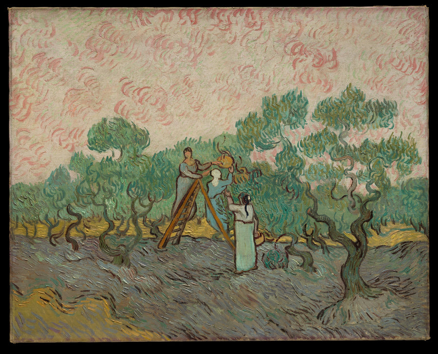 Vrouwen die olijven plukken - Vincent van Gogh