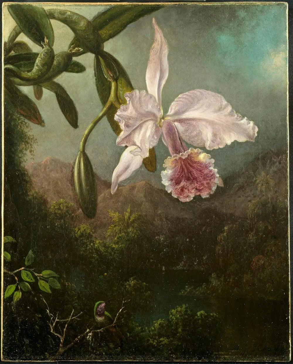 Fleurs d’orchidées - Martin Johnson Heade - Alpha Reproduction