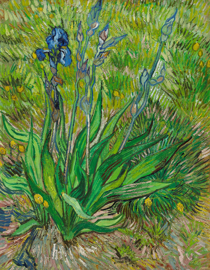 De Iris, F601 - Vincent van Gogh