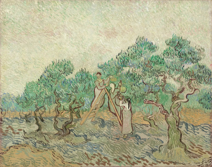 De Olijvenpluk - Vincent van Gogh