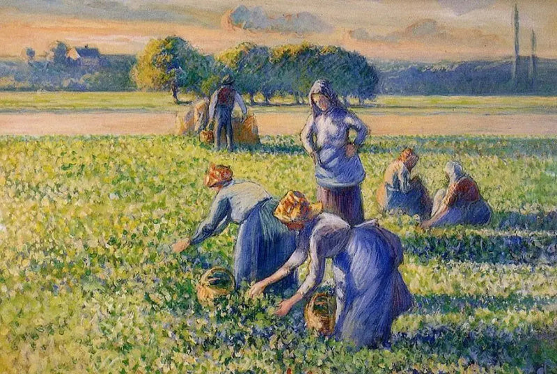 De Oogst van de Erwten - Camille Pissarro
