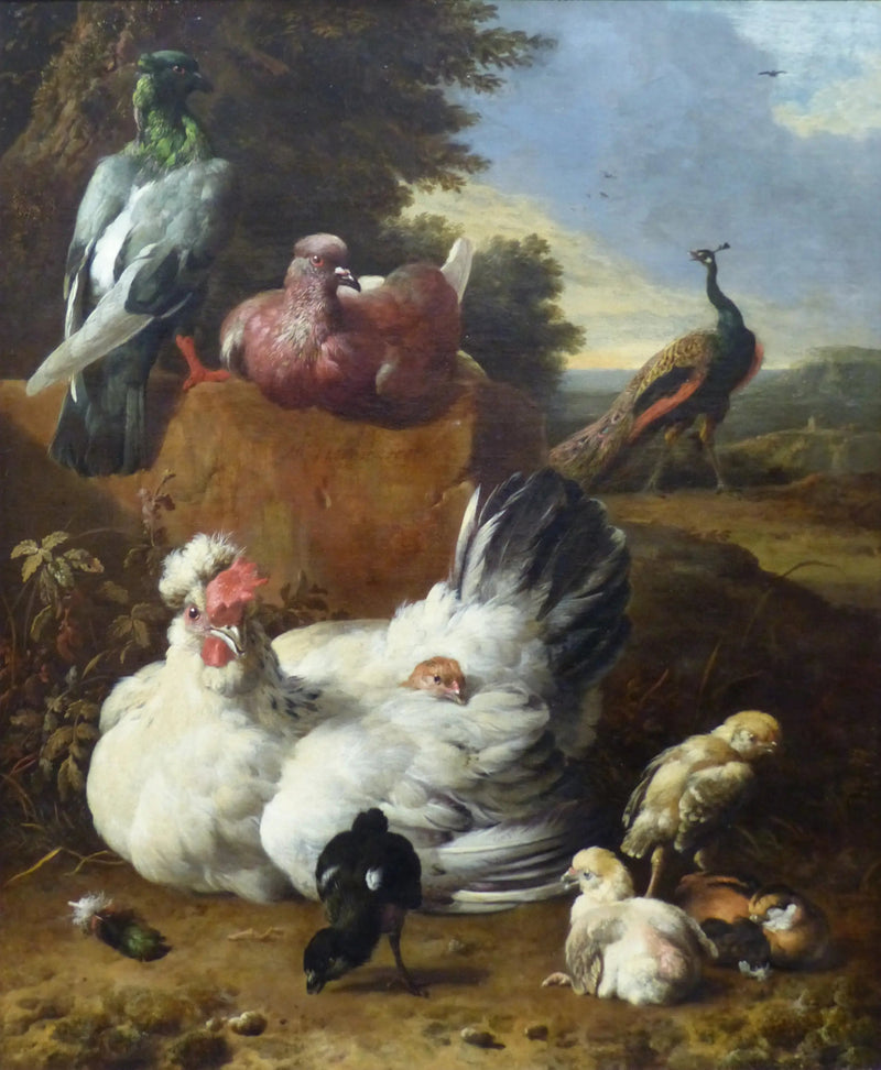 Het witte kipje - Melchior de Hondecoeter
