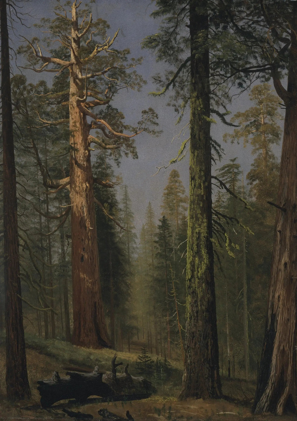 Le séquoia géant Grizzly, Mariposa Grove, Californie - Albert Bierstadt image 1 reproduction réalisée par Alpha Reproduction