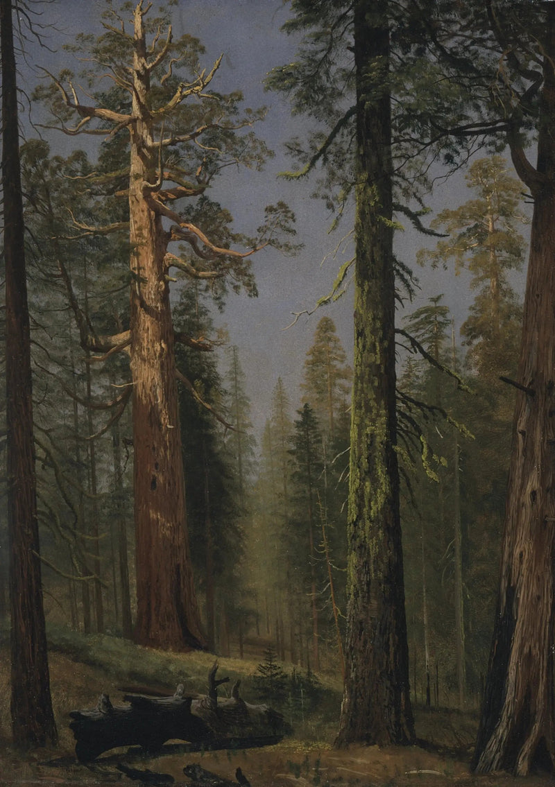 De reusachtige sequoia Grizzly, Mariposa Grove, Californië - Albert Bierstadt

Source:
Le séquoia géant Grizzly, Mariposa Grove, Californie - Albert Bierstadt