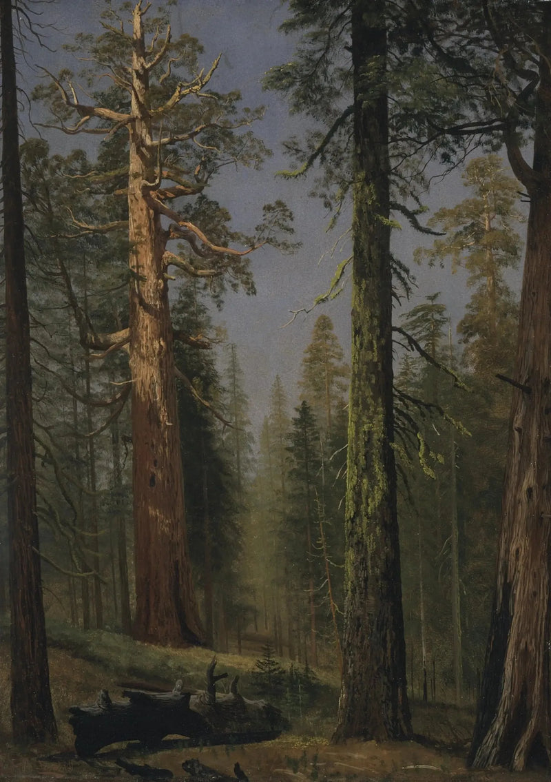 De reusachtige sequoia Grizzly, Mariposa Grove, Californië - Albert Bierstadt

Source:
Le séquoia géant Grizzly, Mariposa Grove, Californie - Albert Bierstadt