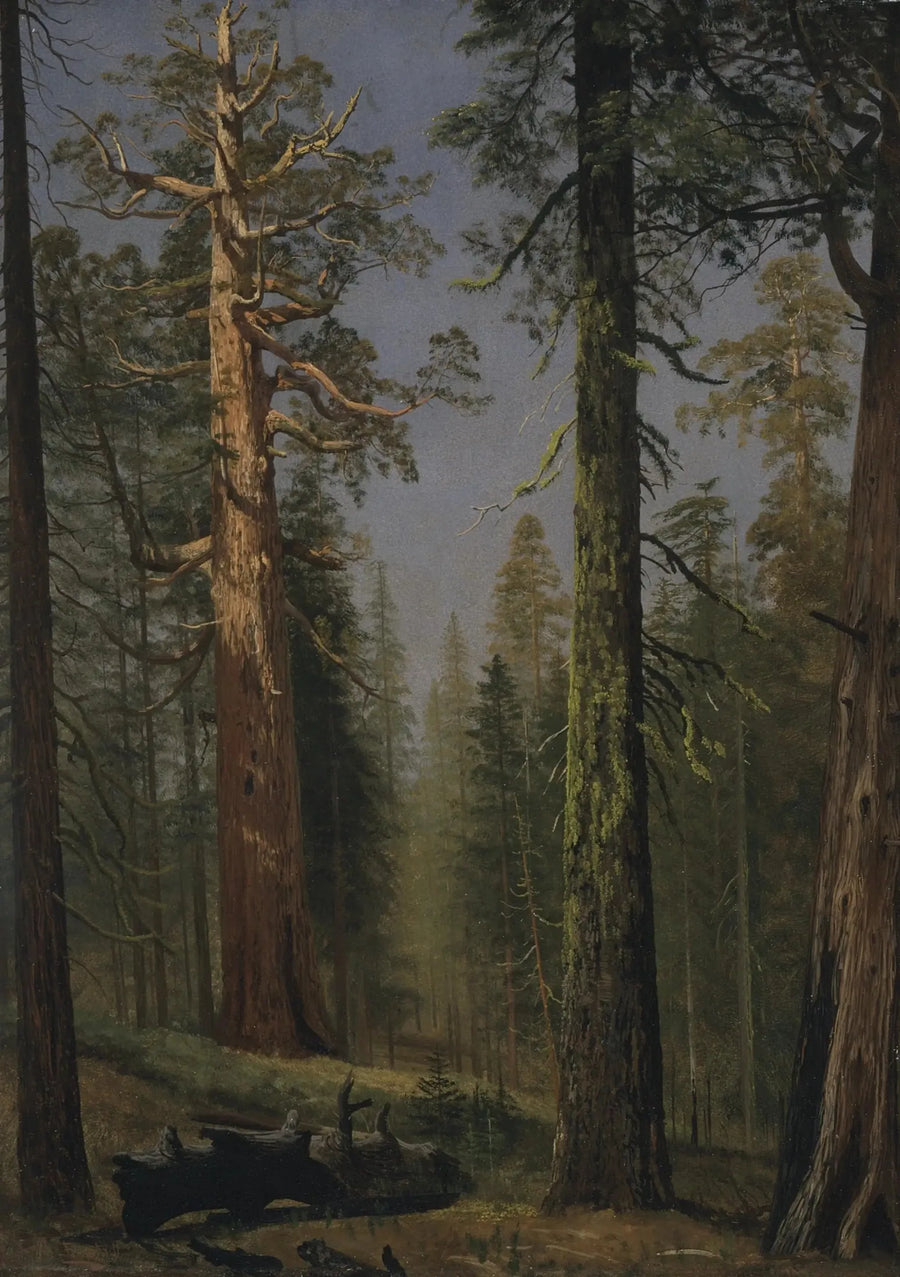 De reusachtige sequoia Grizzly, Mariposa Grove, Californië - Albert Bierstadt

Source:
Le séquoia géant Grizzly, Mariposa Grove, Californie - Albert Bierstadt