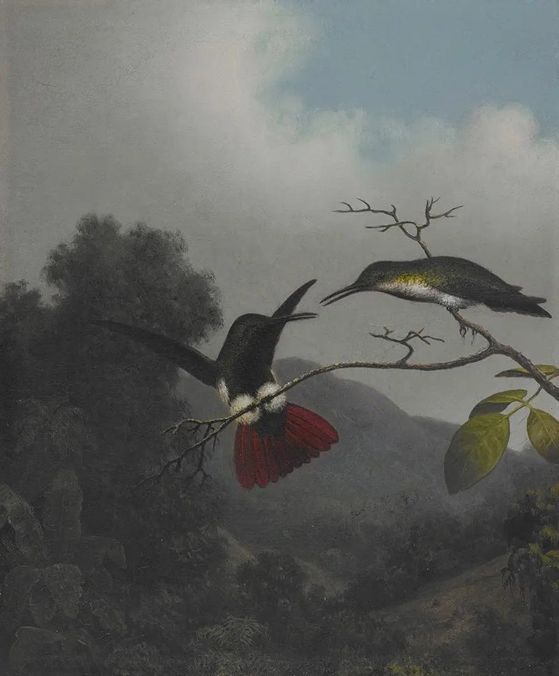 Zwarte keel mango - Martin Johnson Heade

Source:
Mangue à gorge noire - Martin Johnson Heade