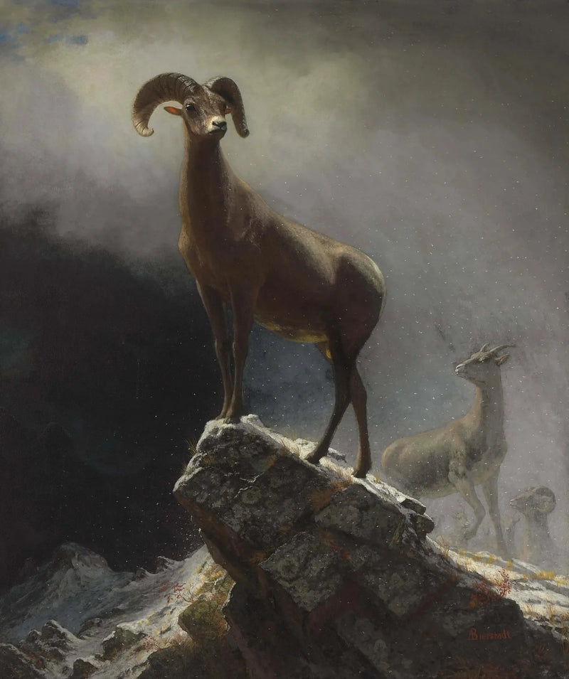Rotsgeit van de Rocky Mountains - Albert Bierstadt

Source:
Mouflon des montagnes Rocheuses - Albert Bierstadt