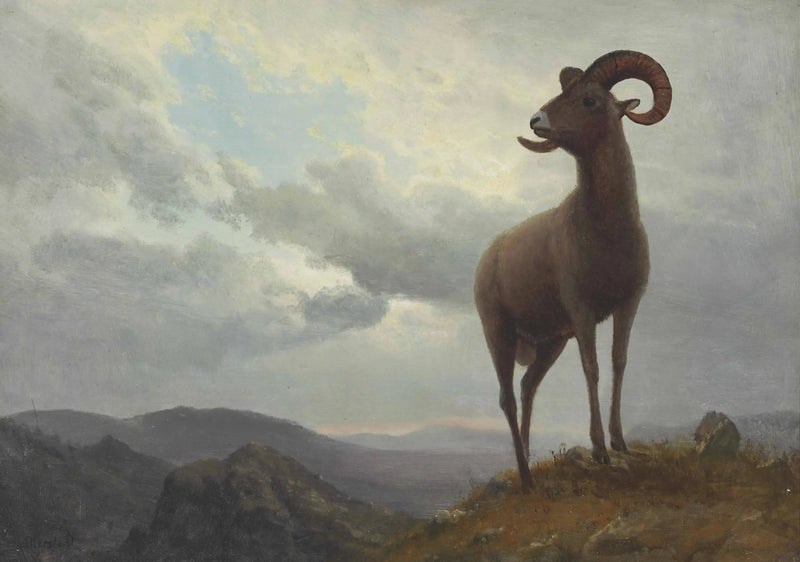 Langoorige ram - Albert Bierstadt

Source:
Mouton à longues cornes - Albert Bierstadt