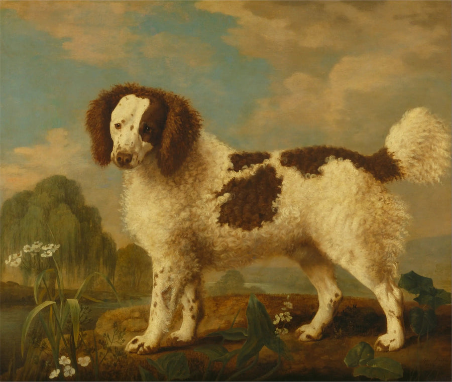 Norfolk- of Water Spaniel bruin en wit - George Stubbs

Source:
Norfolk ou Water Spaniel brun et blanc - George Stubbs