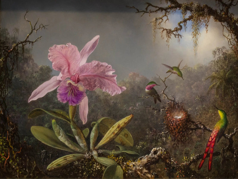 Orchidee Cattleya en drie kolibries - Martin Johnson Heade

Source:
Orchidée Cattleya et trois colibris - Martin Johnson Heade