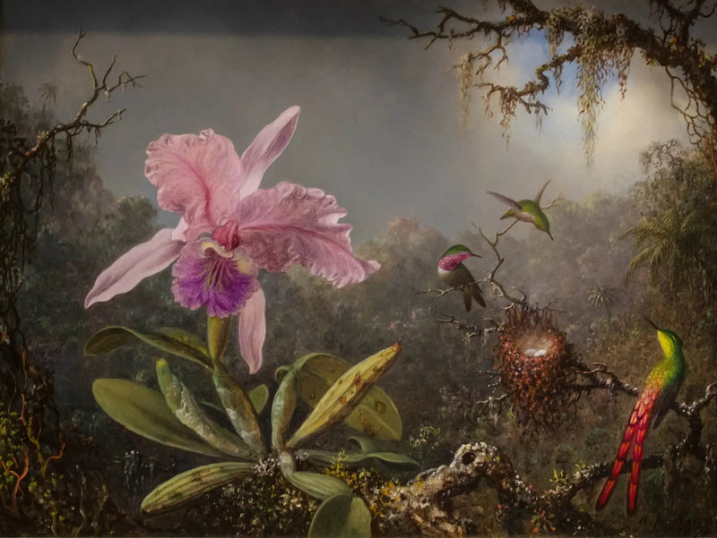 Orchidee Cattleya en drie kolibries - Martin Johnson Heade

Source:
Orchidée Cattleya et trois colibris - Martin Johnson Heade