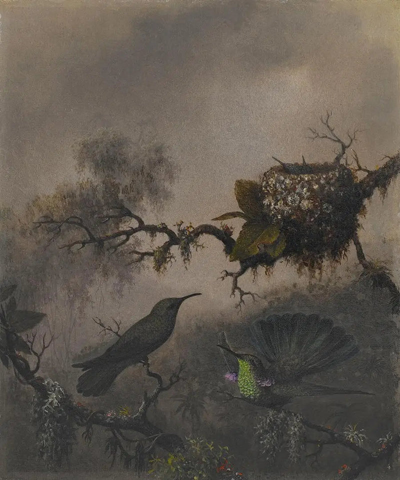 Vioorde oor met witte buik - Martin Johnson Heade

Source:
Oreille violette à ventre blanc - Martin Johnson Heade
