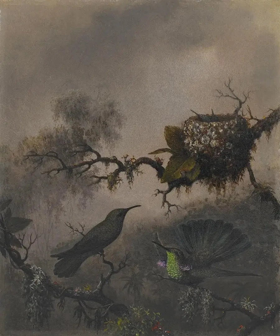 Vioorde oor met witte buik - Martin Johnson Heade

Source:
Oreille violette à ventre blanc - Martin Johnson Heade
