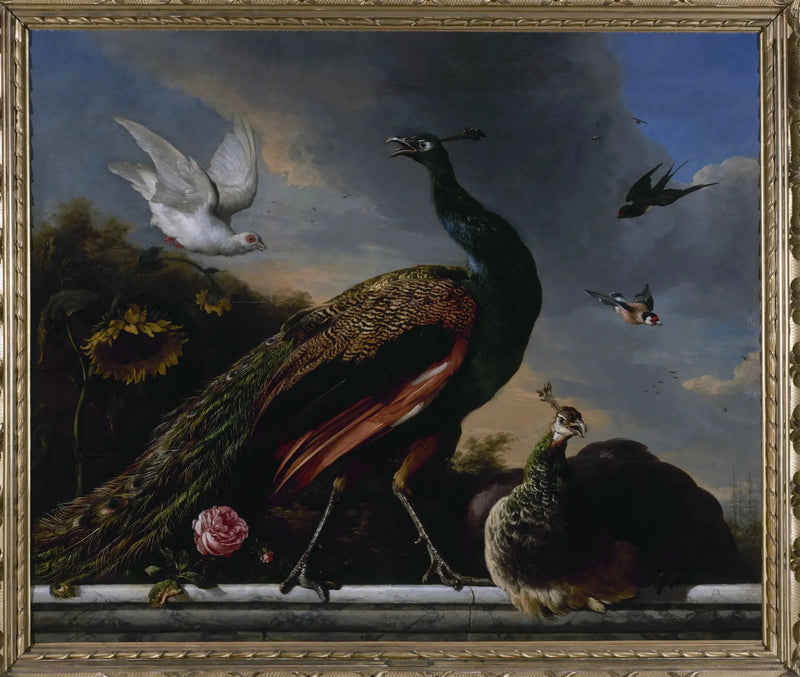 Pauw, mannelijk en vrouwelijk - Melchior de Hondecoeter