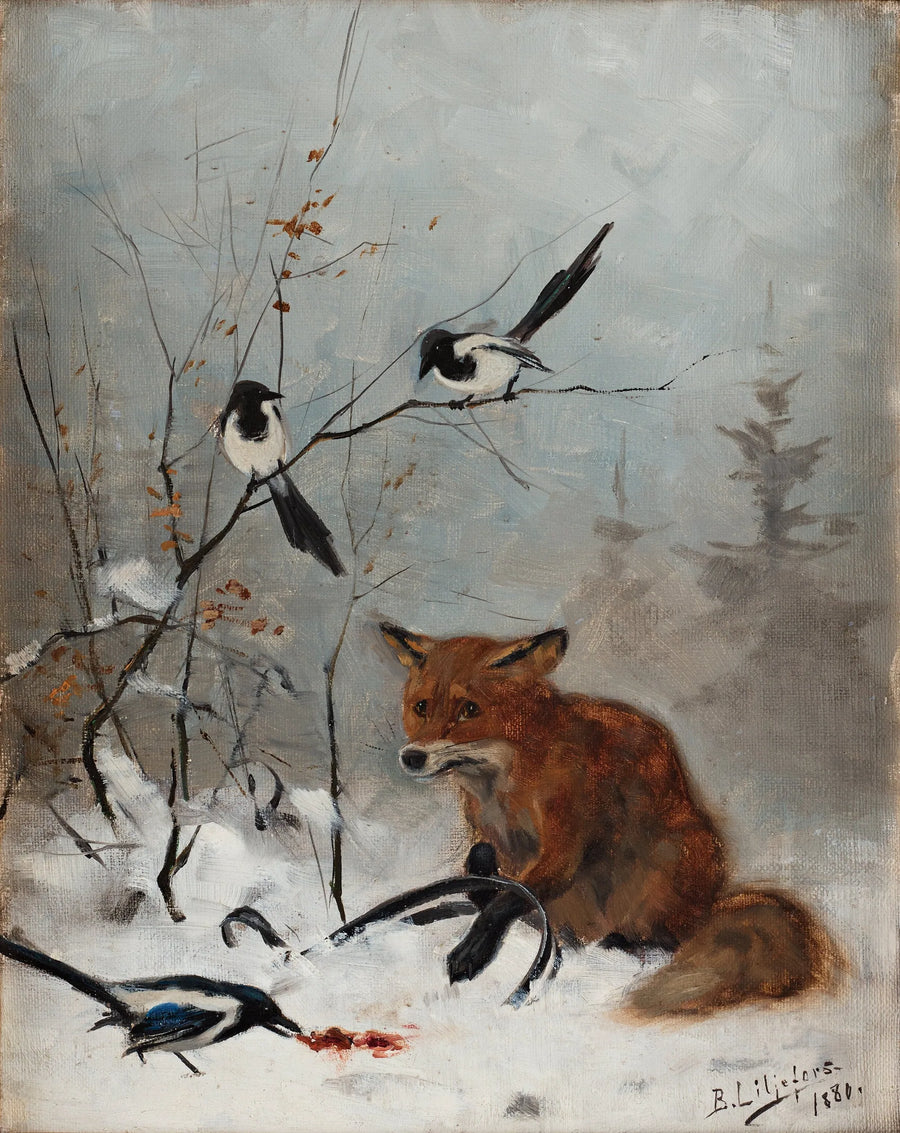 Renard pris au piège à mâchoires - Bruno Liljefors