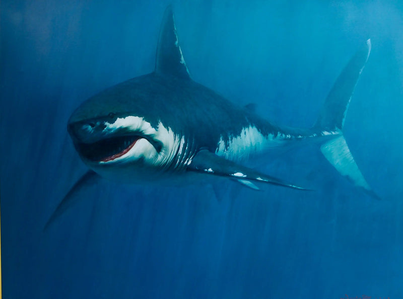 Haai | 150x200cm