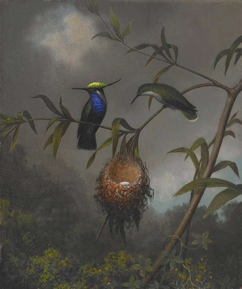 Zwartborstje - Martin Johnson Heade

Source:
Roitelet à poitrine noire - Martin Johnson Heade