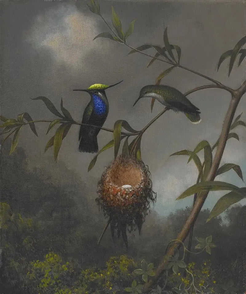 Zwartborstje - Martin Johnson Heade

Source:
Roitelet à poitrine noire - Martin Johnson Heade