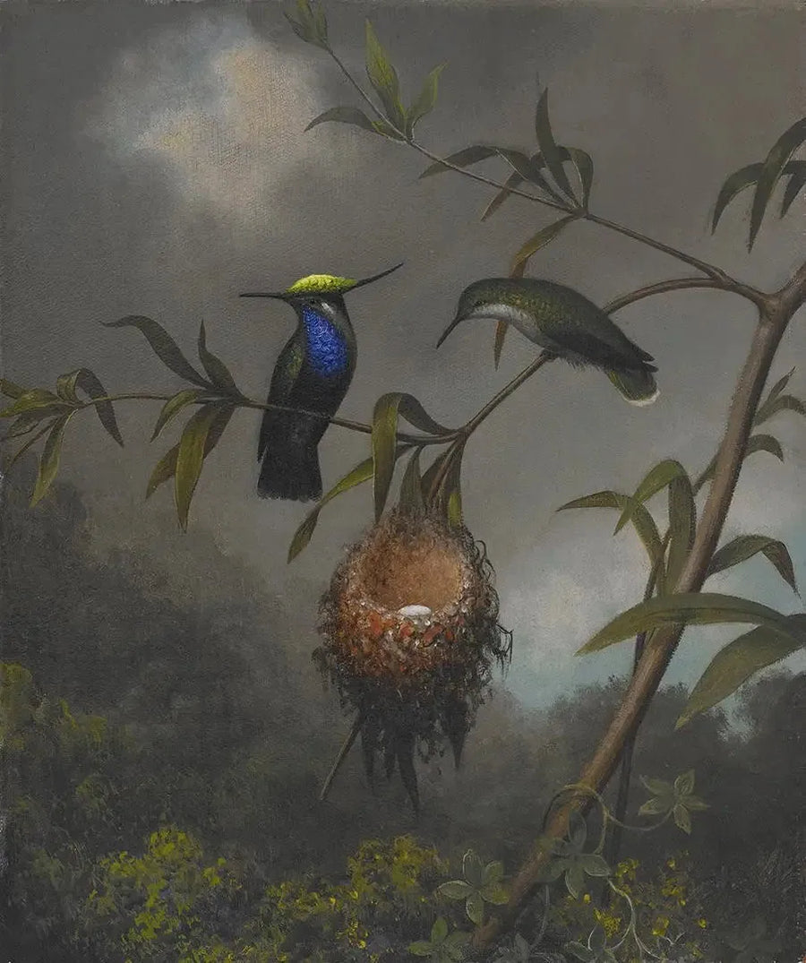 Zwartborstje - Martin Johnson Heade

Source:
Roitelet à poitrine noire - Martin Johnson Heade