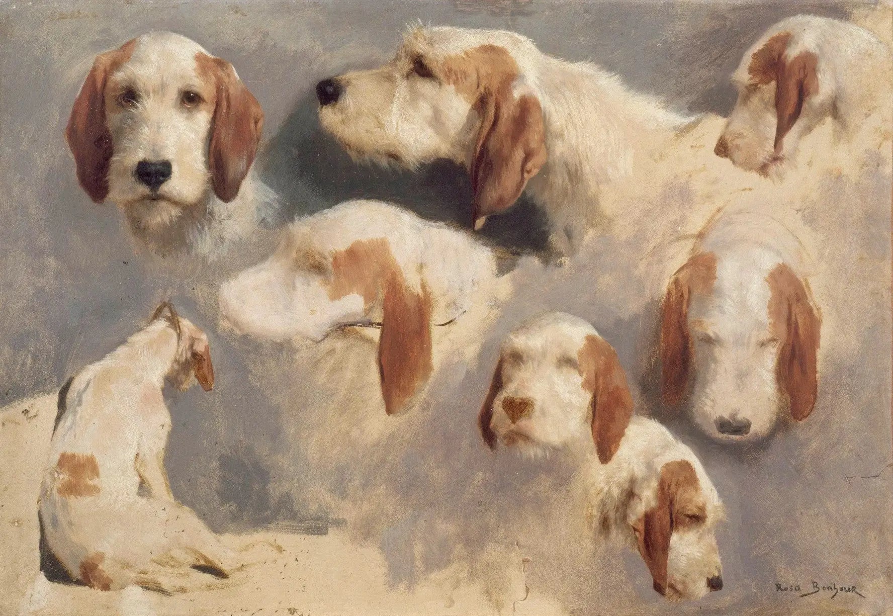 Sept études de têtes de chiens courants et un chien courant vu de dos - Rosa Bonheur - Alpha Reproduction