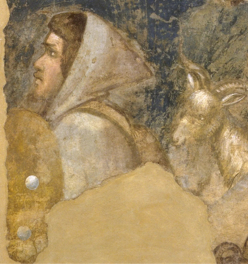Herdershoofd - Giotto