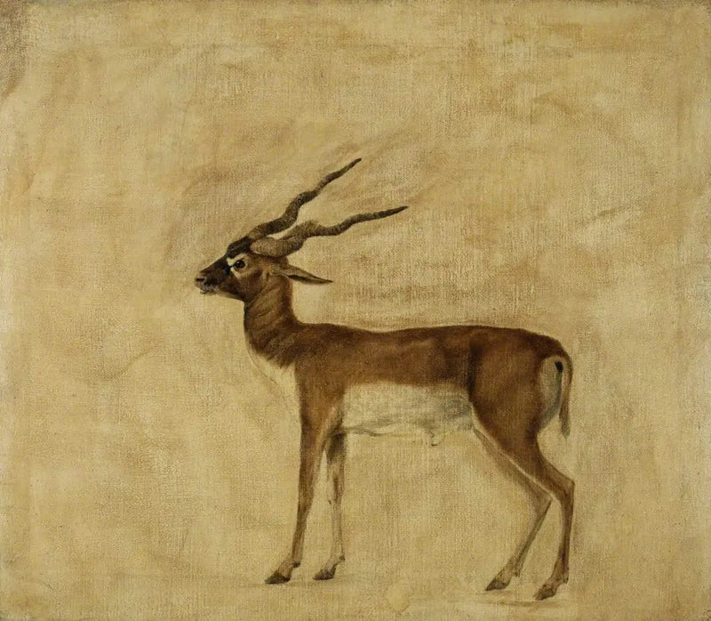 Een antilope cervicapre - George Stubbs

Source:
Un antilope cervicapre - George Stubbs